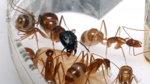 [Blog] Camponotus cf. pseudoirritans, P1020265.JPG