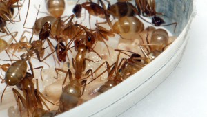[Blog] Camponotus cf. pseudoirritans, P1020359.JPG