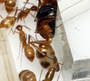 [Blog] Camponotus cf. pseudoirritans, P1020360.JPG