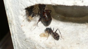 [Blog] Camponotus cruentatus - un blog de LEST, P1130729bbb.jpg