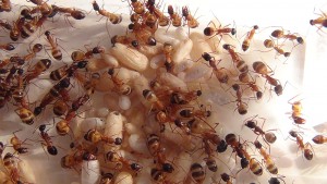 **Fin** [Blog] Camponotus thoracicus, 4.jpg