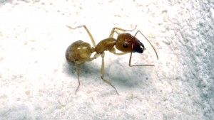 [Blog] Camponotus cf. pseudoirritans, P1020719.JPG