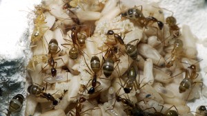 [Blog] Camponotus cf. pseudoirritans, P1020768.JPG