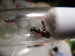 [Blog] Camponotus ligniperdus par Moustik, campoligni3.jpg