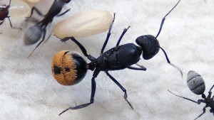 **Fin** [Blog] Camponotus fulvopilosus, -DSC00333.jpg