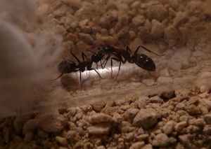 bisous?! mais nan trophallaxie ^^, [Blog] Camponotus ligniperdus par Moustik