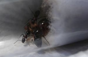Nouveau bébé &lt;3 juste au milieu, [Blog] Camponotus ligniperdus par Moustik