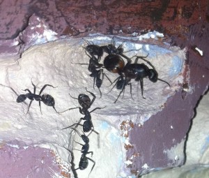 [Blog] Mes Camponotus Cruentatus 2, Photo5.jpg