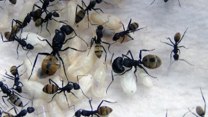 **Fin** [Blog] Camponotus fulvopilosus, -DSC00370.jpg
