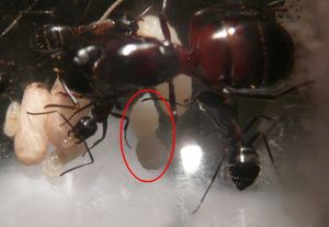 entourée en rouge la mutante.. derrière on voit aussi l'énorme larve!, [Blog] Camponotus ligniperdus par Moustik