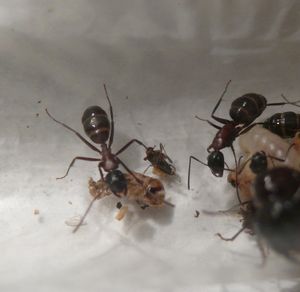 miam miam.., [Blog] Camponotus ligniperdus par Moustik