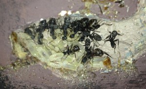 [Blog] Mes Camponotus Cruentatus 2, Photo6.jpg