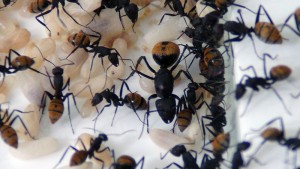 **Fin** [Blog] Camponotus fulvopilosus, -DSC00536.jpg