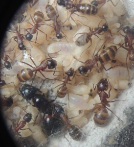 C. ligniperda couleur, **FIN** [Blog] Camponotus ligniperdus