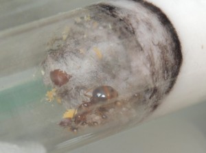 Fondation A. subterranea et graine en tube, ** FIN ** [Blog] Aphaenogaster subterranea - Will
