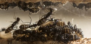 vagus2, [blog] Les Camponotus vagus de Couloucha