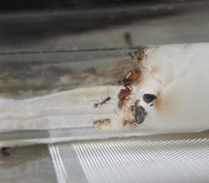 Aphaenogaster subterranea dans tube à essais 5, ** FIN ** [Blog] Aphaenogaster subterranea - Will