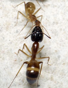 Trophallaxie 1 zoom, [Blog] Camponotus cf. pseudoirritans