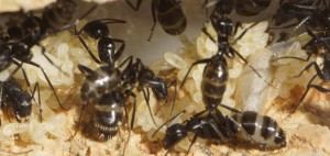 v3, [blog] Les Camponotus vagus de Couloucha