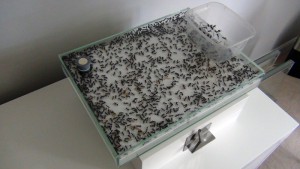 Nid spécifique mise en diapause, **Fin** [Blog] Camponotus fulvopilosus