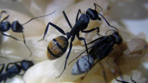 Une ouvrière adulte aux poils jaunes accompagnée d'une nouvelle-née aux poils gris, **Fin** [Blog] Camponotus fulvopilosus