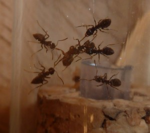 Combat entre mes Lasius sp et une fourmi de ma cuisine., [Blog] Lasius sp noire nos débuts !