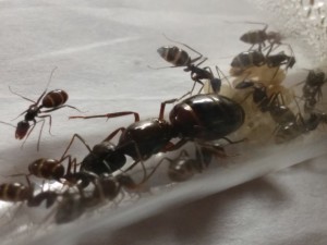 Josette 2, [Blog] Camponotus ionius (Grèce)