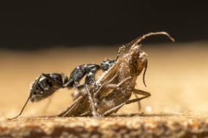 Camponotus vagus 14, [blog] Les Camponotus vagus de Couloucha