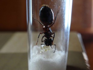 Camponotus et sa progéniture vue de dessous, [Blog] Camponotus ligniperdus