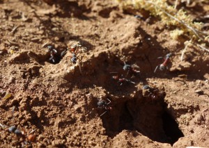 C. cruentatus var. lindbergi, Les fourmis du Maroc