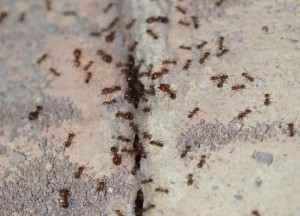 Pheidole pallidula, Les fourmis du Maroc
