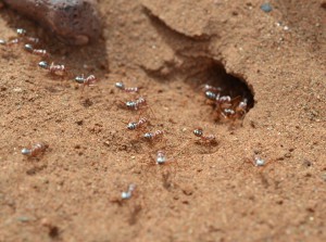Cataglyphis bombycina, Les fourmis du Maroc