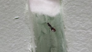 la fourmi en question, [Solenopsis sp.] gyne