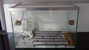 Aire de vie pour diapause, **Fin**[Blog] Camponotus cruentatus