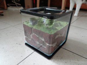 Nid moulé dans un aquarium à Betta, Projet : nid moulé dans un nano aquarium à Betta