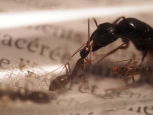 trophallaxie reine/ouvrière, [Blog] Camponotus ionius (Grèce)