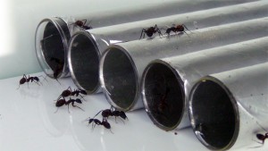 Photo 4, **Fin**[Blog] Camponotus cruentatus