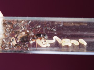 le 7 février, [Blog] Camponotus ionius (Grèce)