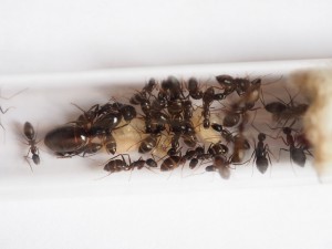 la colo le 20 juin, [Blog] Camponotus ionius (Grèce)