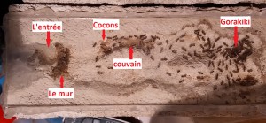 La fourmilière commentée, [Blog] Lasius niger d'Orphé
