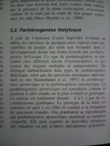 Extrait 1, [Q/R] Pachycondyla (ectomomyrmex) astuta