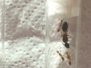 La gyne et toutes ses ouvrières, [Blog] Camponotus dolendus et Camponotus Pseudoirritans