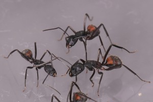 Trio de Camponotus cruentatus, Mes colonies et expérimentations