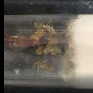 Camponotus pseudoirritans + cocon (on ne voit pas bien), [Blog] Camponotus dolendus et Camponotus Pseudoirritans