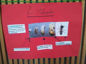 Affiche : métamorphose, Suivi d'un projet pégagogique "fourmis" en CE2