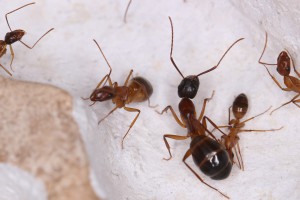 Major C. pilicornis dans le nid, [Blog] Les Camponotus pilicornis eaubonnaises