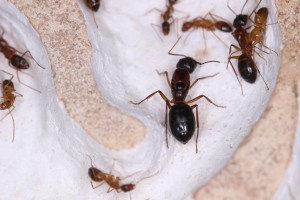 Gyne C. pilicornis dans le nid, [Blog] Les Camponotus pilicornis eaubonnaises