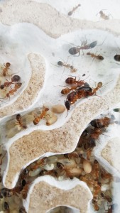 Sa majesté Pili 1er entourée de sa descendance, [Blog] Les Camponotus pilicornis eaubonnaises