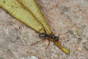 Serviformica (5-6 mm) intéressée par une feuille, Les fourmis d'Andalousie (Espagne)