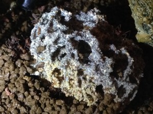 le fungus (desolé pour la qualité images iPhone ^^, Début de ma colonie Acromyrmex